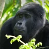 Gorilla Trek Independent Adventure