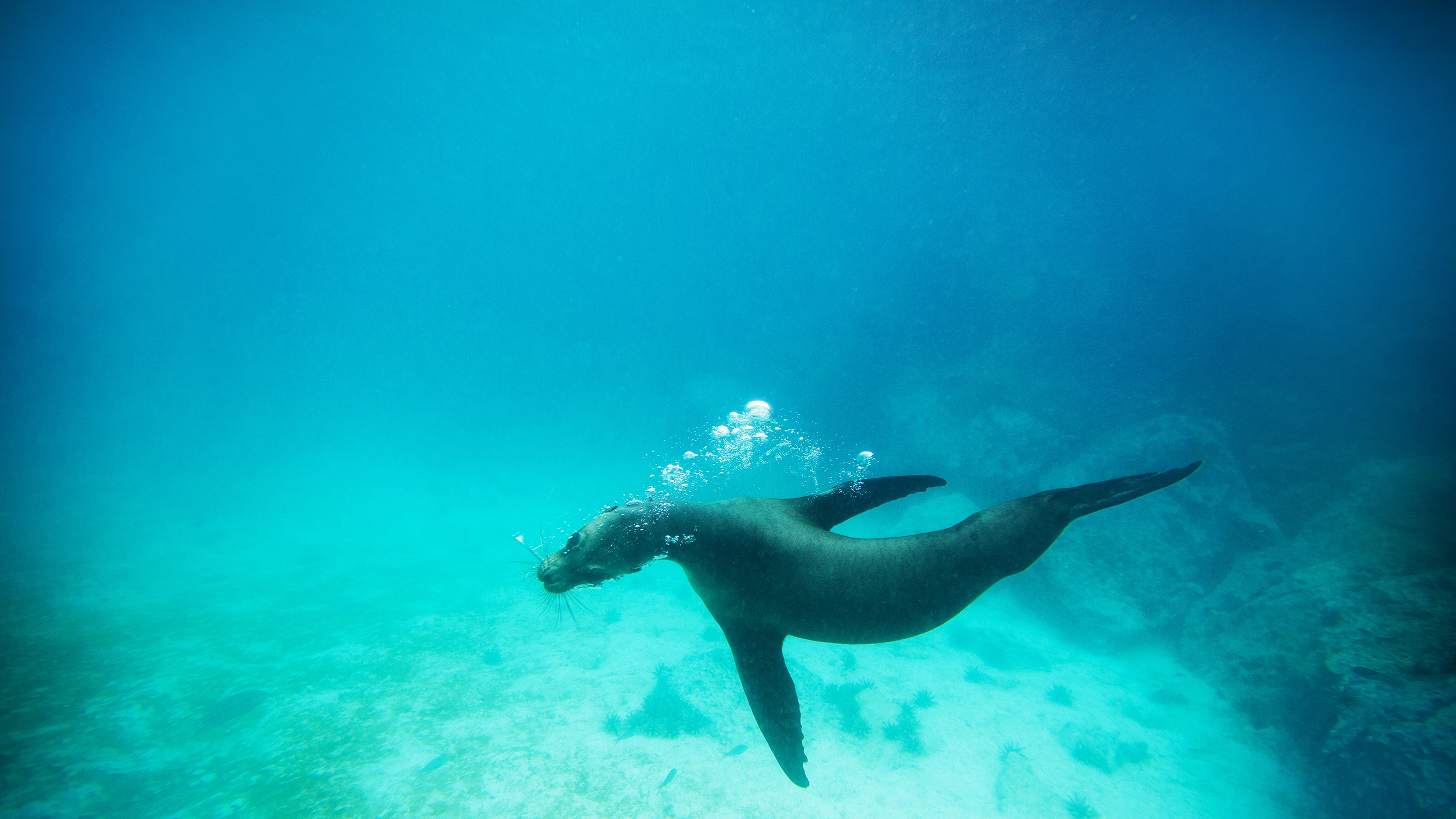 Upgraded Land Galapagos, Land-Only