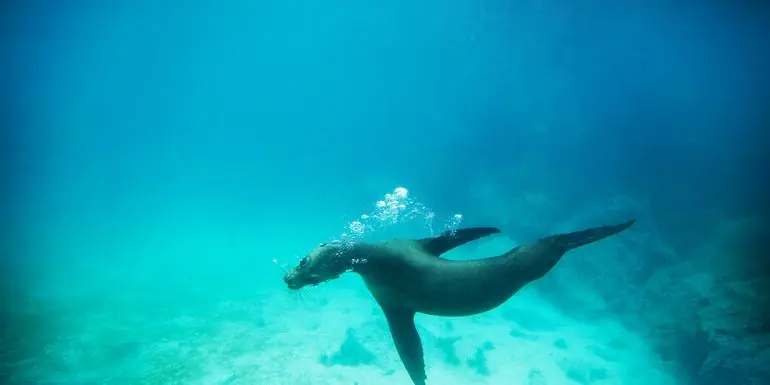 Upgraded Land Galapagos, Land-Only