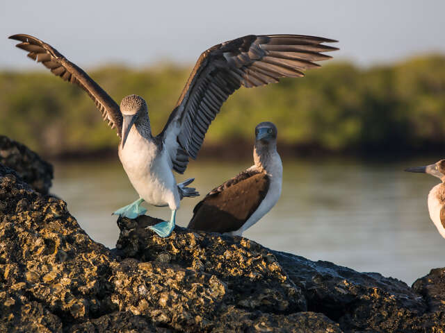Galápagos Express Adventure: Wilderness & Wildlife