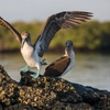 Galápagos Express Adventure: Wilderness & Wildlife