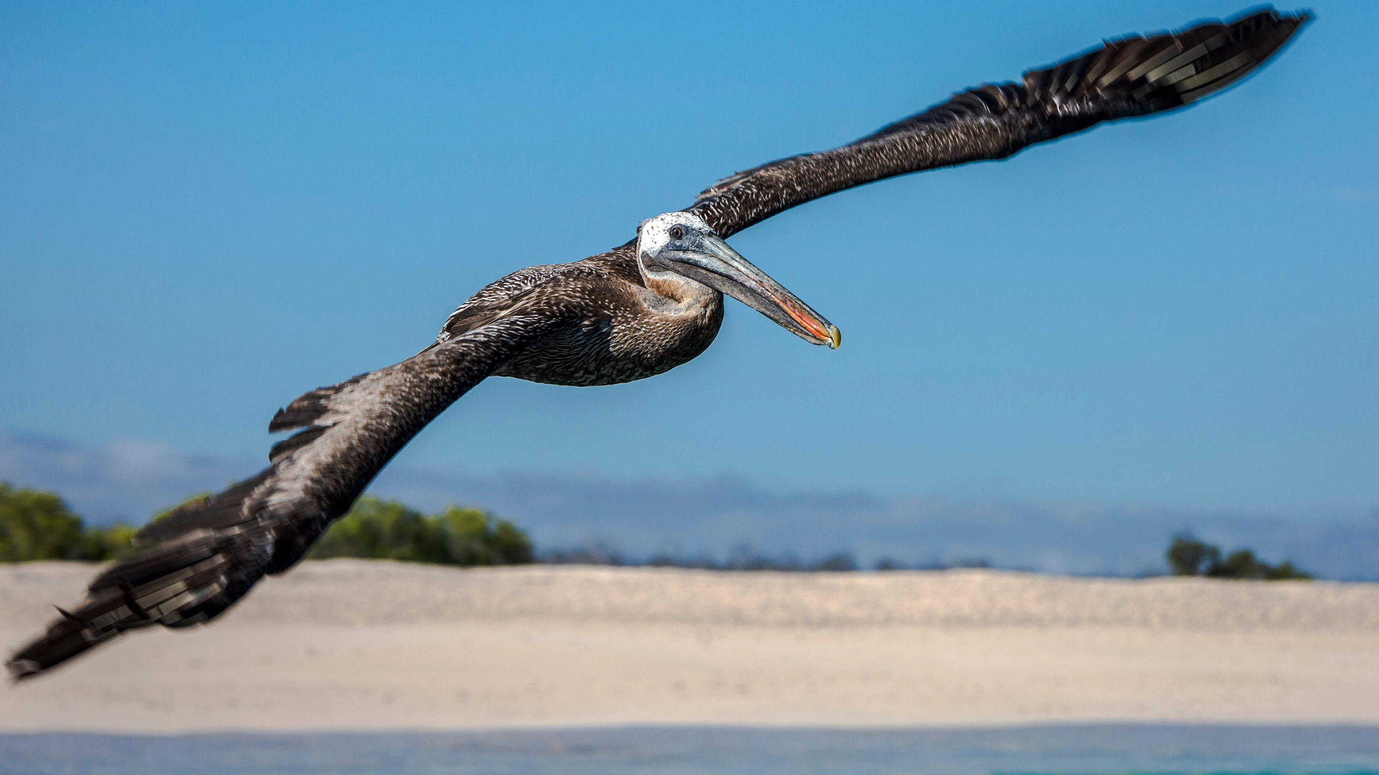 Galápagos — North, Central, & South Islands aboard the Eden