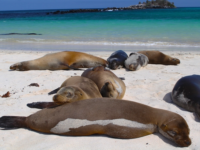 Galápagos — West & Central Islands aboard the Eden