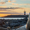 Galápagos – Central and East Islands aboard the Reina Silvia Voyager (Cruise Only)