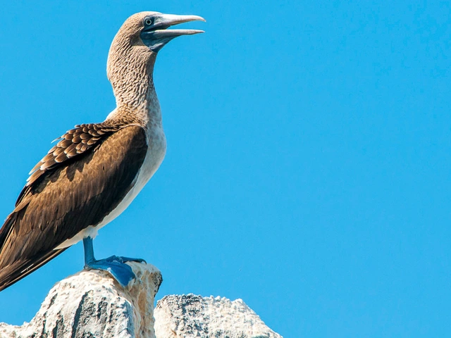 Galápagos – West and Central Islands aboard the Reina Silvia Voyager (Cruise Only)