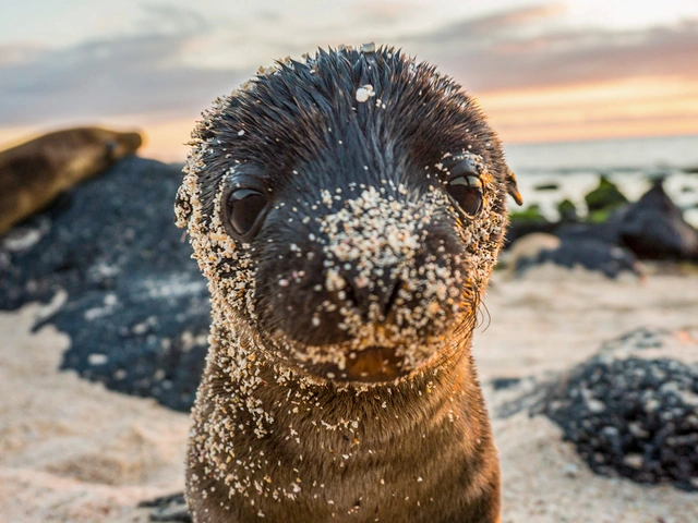 Galápagos – West and Central Islands aboard the Reina Silvia Voyager