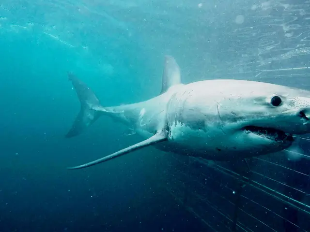 Cape Town Day Tour: Shark Cage Diving (full day)