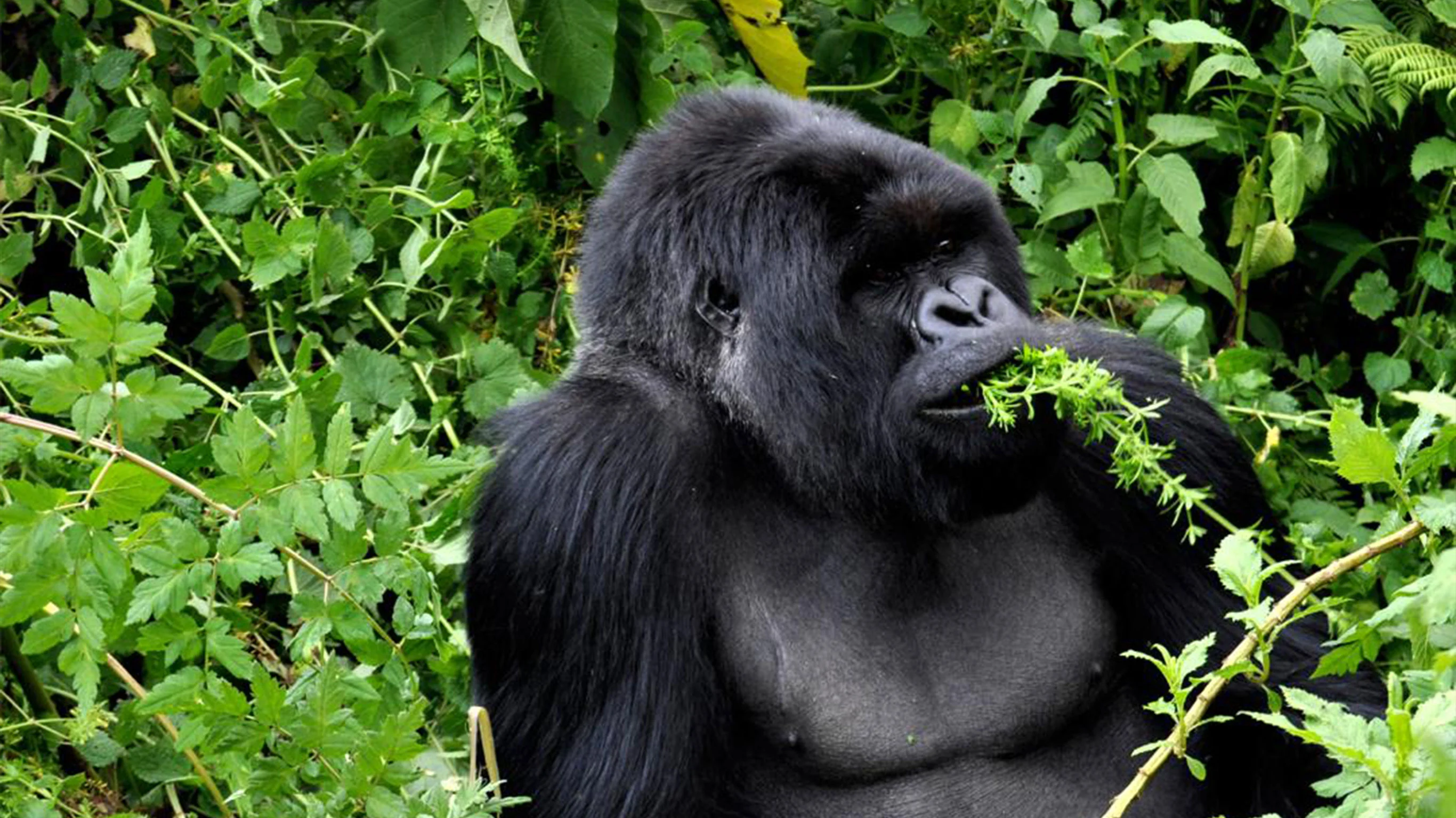 Legendary Wildlife of Rwanda & Kenya