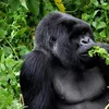 Legendary Wildlife of Rwanda & Kenya