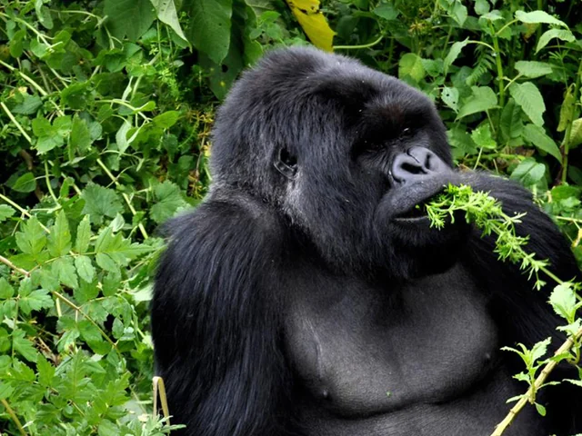 Legendary Wildlife of Rwanda & Kenya