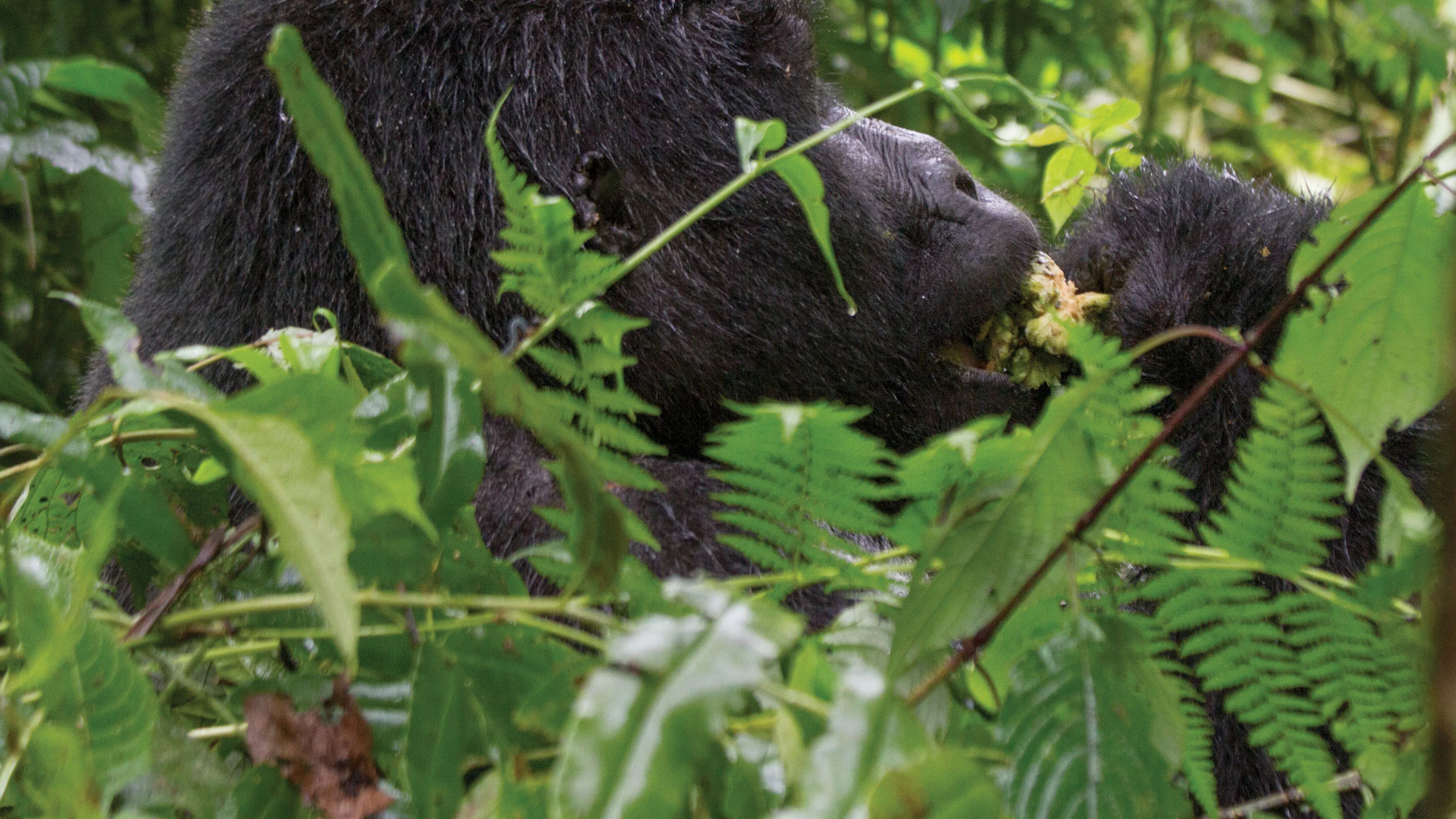 Wild Encounters in Rwanda