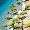 The Dalmatian Coast: Croatia, Corfu & Medieval Cities