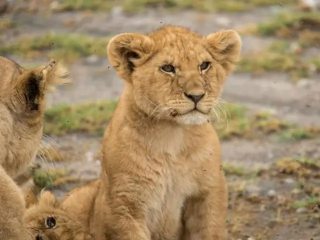 Tanzania Family Journey: A Serengeti Safari