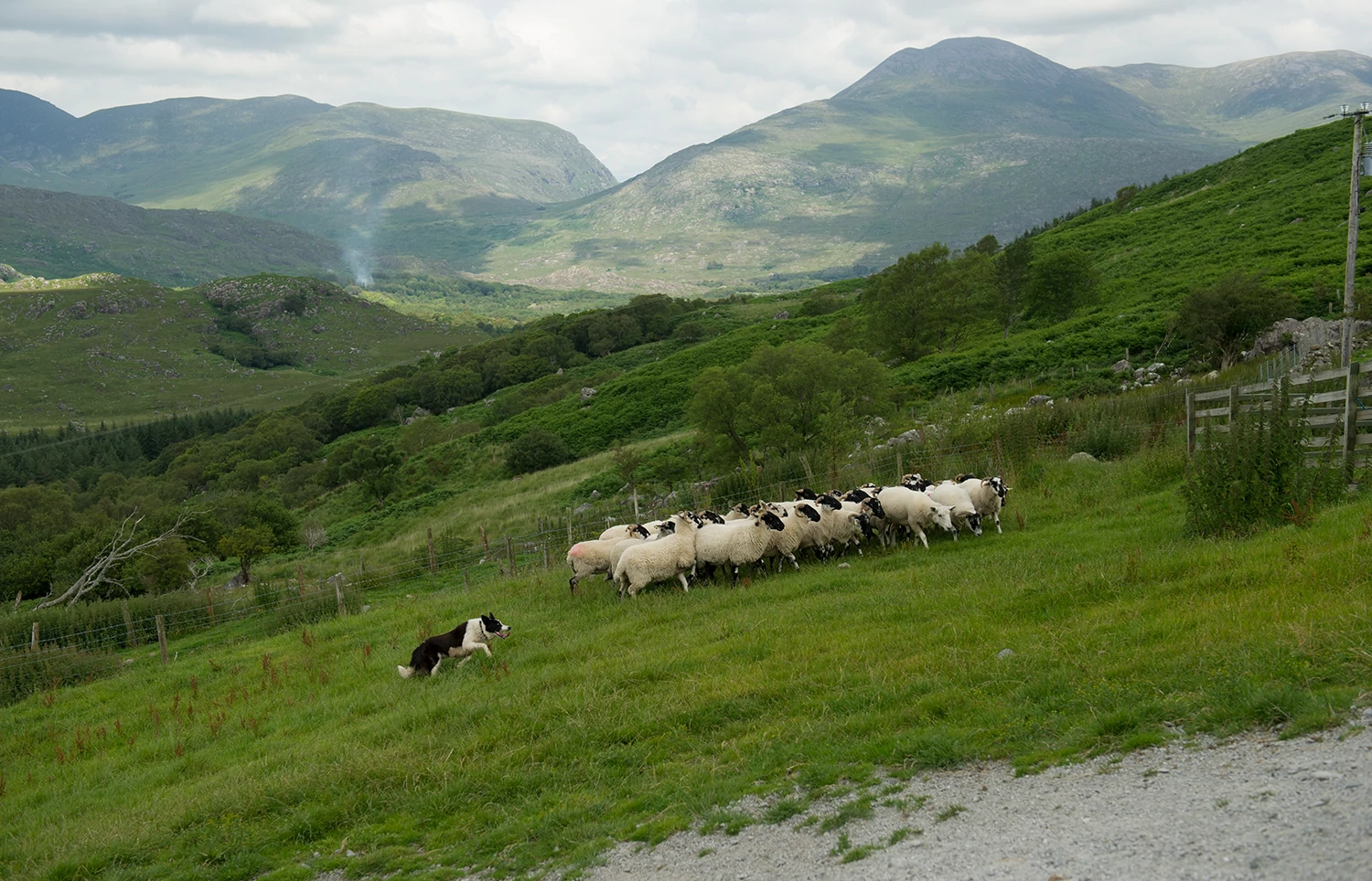 Sheepdog_TasteofIreland_Featured.png