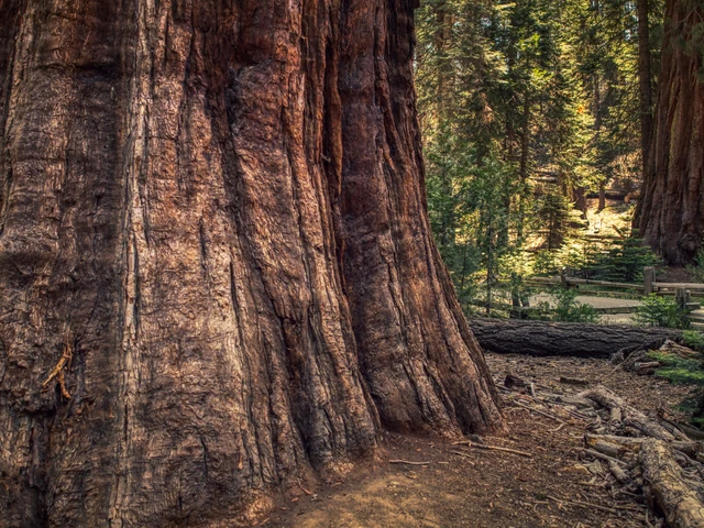 Sequoia & Kings Canyon National Parks featuring San Diego and California’s Central Coast