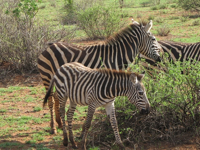 Namibia & South Africa: Epic Landscapes and Wildlife