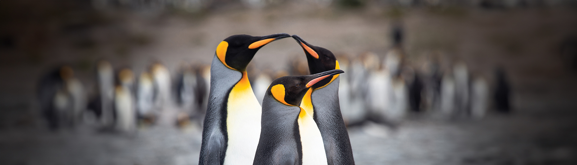 Discover a World Few Will Ever Know