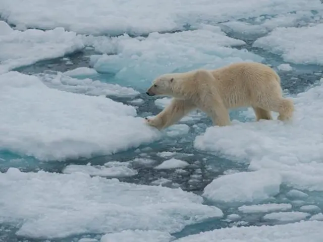 Realm of the Polar Bear