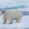 Realm of the Polar Bear in Depth