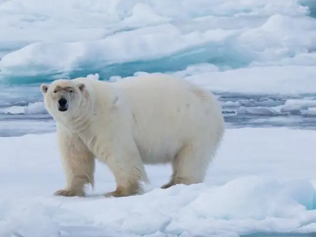 Realm of the Polar Bear in Depth