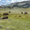 Journeys: Iconic Wildlife of Yellowstone and Grand Teton