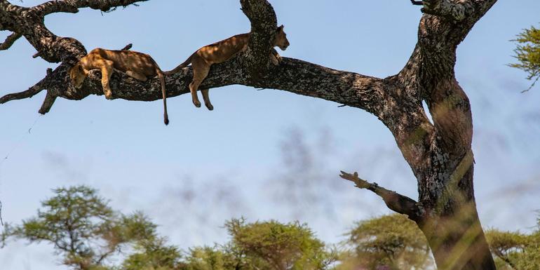 Nairobi to Cape Town Overland Safari & Participation Camping