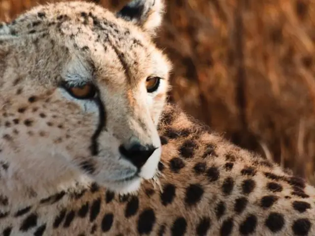 East Africa: Safari Drives, Mountain Hikes & Chimp Trekking