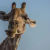 Victoria Falls to South Africa Overland Safari & Participation Camping