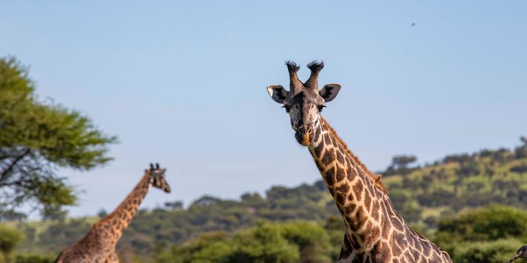 Zimbabwe to Kenya Overland Safari & Participation Camping