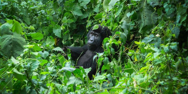 Gorillas of Uganda Overland Safari & Participation Camping