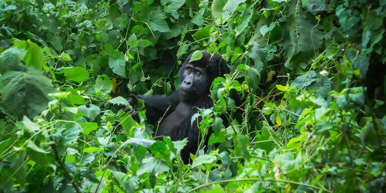 Gorillas of Uganda Overland Safari & Participation Camping