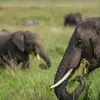 Kenya to Uganda Overland Safari with Participation Camping