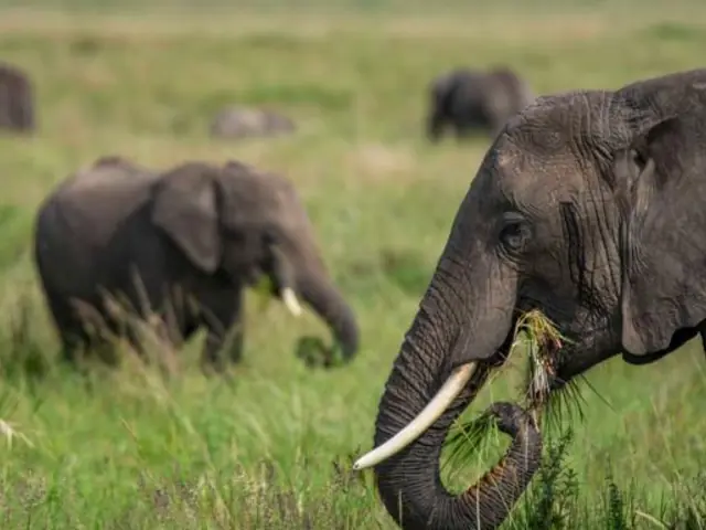 Kenya to Uganda Overland Safari with Participation Camping