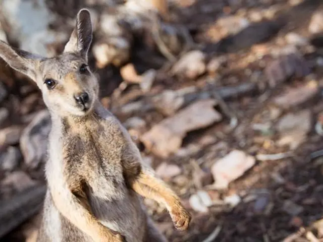 Australia and New Zealand: Surfing & National Parks