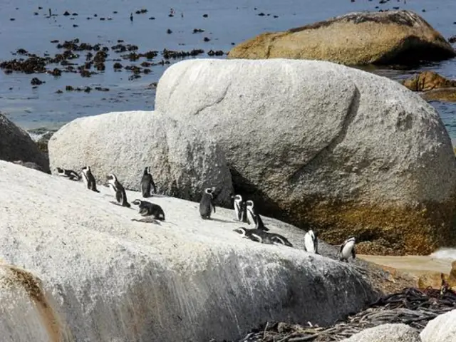 Solo-ish South Africa