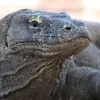 Bali and Komodo: Dragons, Rice Terraces & Cultural Ceremonies