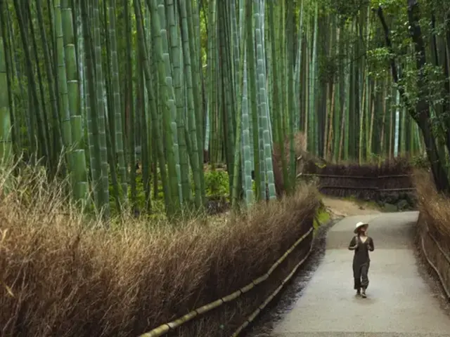 Solo-ish Japan