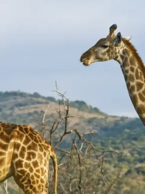 Wildlife of Kenya & Tanzania: Nakuru to Serengeti