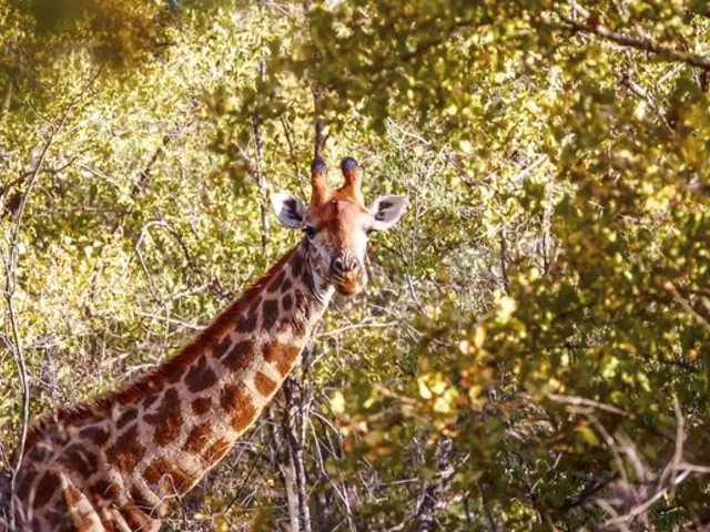 South Africa & Zimbabwe Discovery: Kruger to Victoria Falls