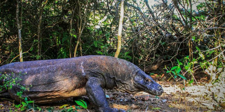 Indonesia: Bali & Komodo Island