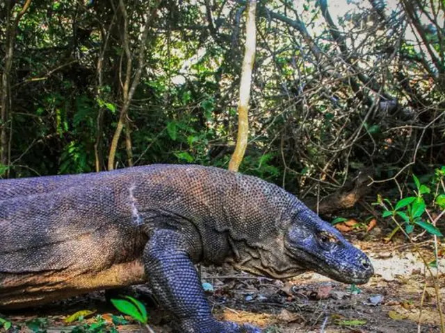 Indonesia: Bali & Komodo Island