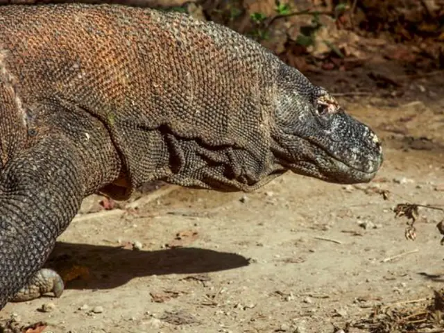 Indonesia: Java, Bali & Komodo Island