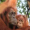 Highlights of Sumatra