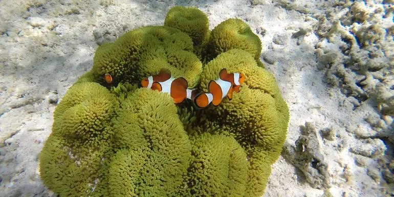 Classic Bali & Komodo Island