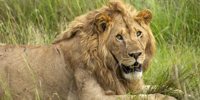 Wildlife & Coastal Wonders of Kenya: Tsavo to Watamu