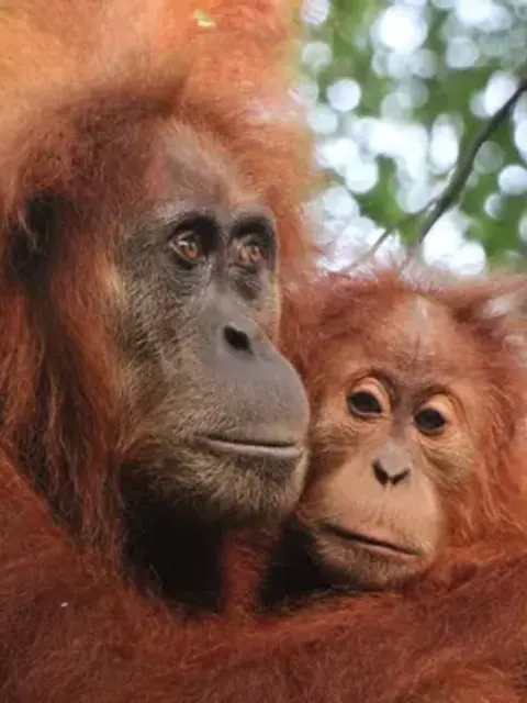 Sumatra’s Wild Side: Orangutans, Rivers & Rural Life