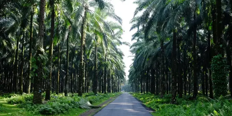 Sumatra to Bali: Wildlife, Waves & Wilderness