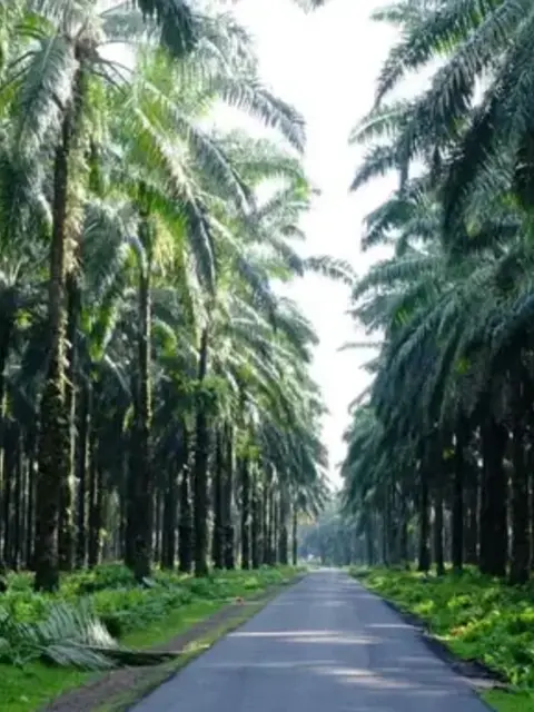 Sumatra to Bali: Wildlife, Waves & Wilderness