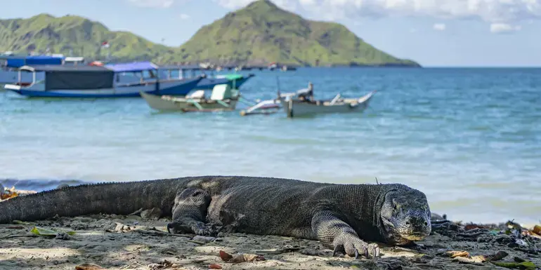 Bali to Flores: Trails, Tribal Villages & Dragon Lagoons