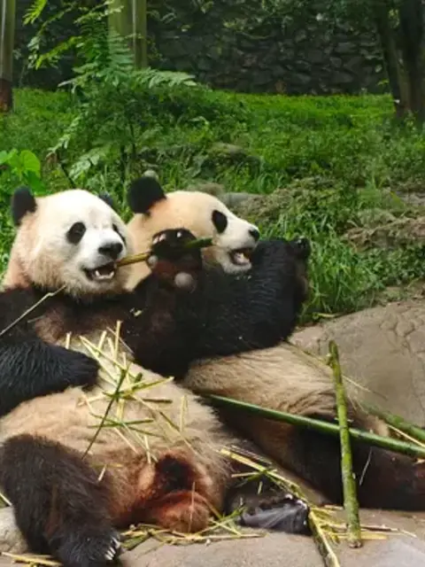 Journeys: Pandas & the Peaks of Zhangjiajie